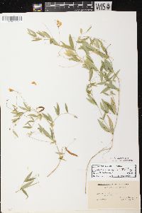 Lathyrus palustris image