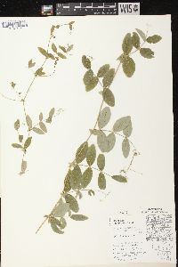 Lathyrus palustris image