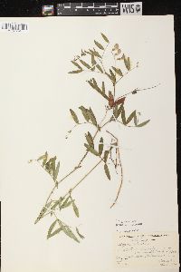 Lathyrus palustris image