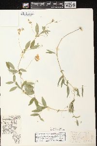 Lathyrus palustris image