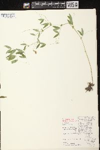 Lathyrus palustris image