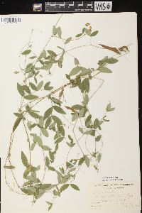 Lathyrus palustris image