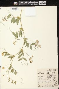 Lathyrus palustris image