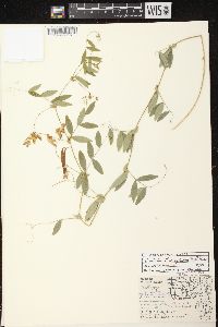 Lathyrus palustris image