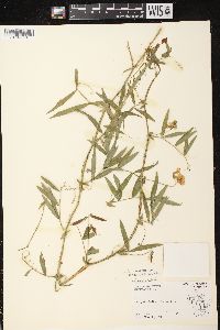 Lathyrus palustris image