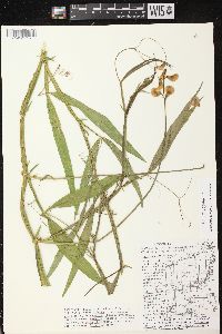 Lathyrus sylvestris image