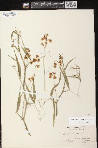 Lathyrus sylvestris image