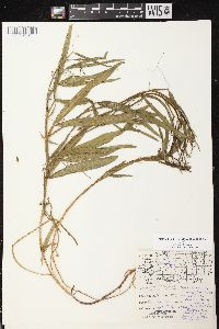 Lathyrus sylvestris image