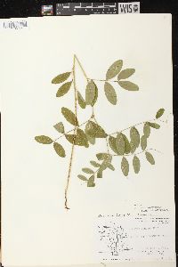 Lathyrus venosus image