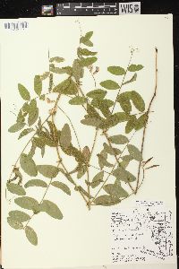 Lathyrus venosus image