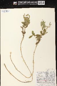 Lathyrus venosus image