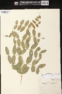 Lathyrus venosus image