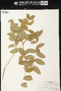 Lathyrus venosus image