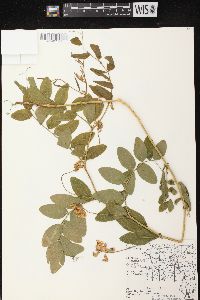 Lathyrus venosus image