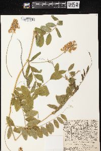 Lathyrus venosus image