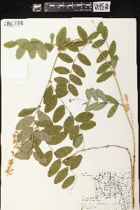 Lathyrus venosus image