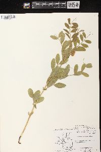 Lathyrus venosus image