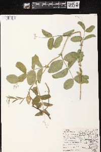 Lathyrus venosus image