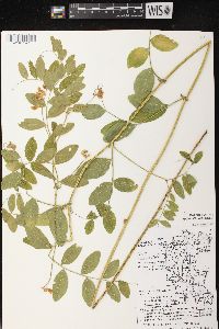 Lathyrus venosus image