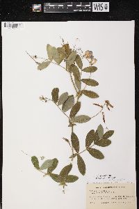 Lathyrus venosus image