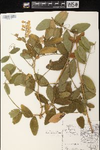 Lathyrus venosus image