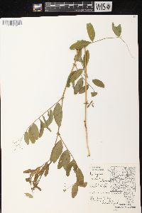 Lathyrus venosus image