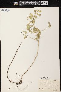 Lathyrus venosus image