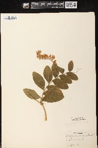 Lathyrus venosus image