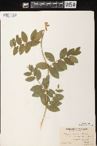 Lathyrus venosus image