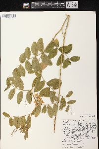 Lathyrus venosus image