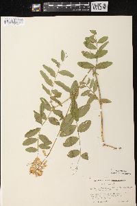 Lathyrus venosus image