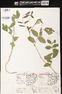 Lathyrus venosus image