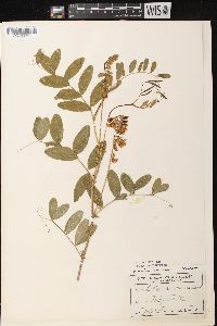 Lathyrus venosus image