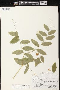 Lathyrus venosus image