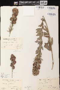 Lespedeza capitata image