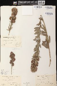 Lespedeza capitata image