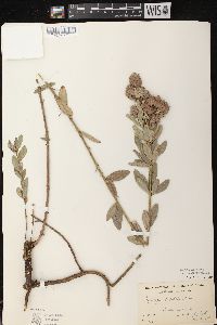 Lespedeza capitata image