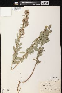 Lespedeza capitata image