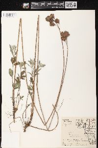 Lespedeza capitata image