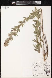 Lespedeza capitata image