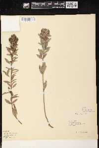 Lespedeza capitata image