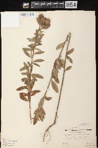 Lespedeza capitata image