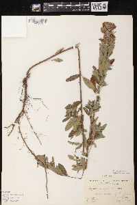 Lespedeza capitata image