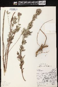 Lespedeza capitata image