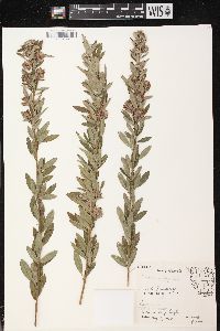 Lespedeza capitata image