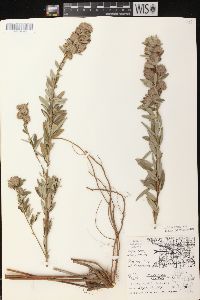 Lespedeza capitata image