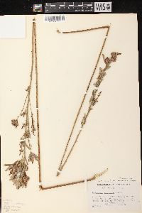 Lespedeza capitata image