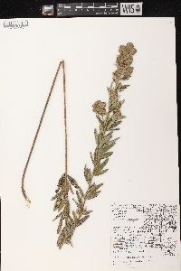 Lespedeza capitata image