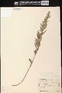 Lespedeza capitata image