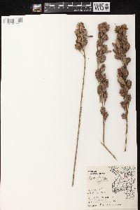 Lespedeza capitata image